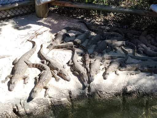 Congo River Golf - Main Image