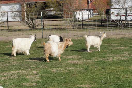Hill Country Miniature Silky Fainting Goats - Main Image