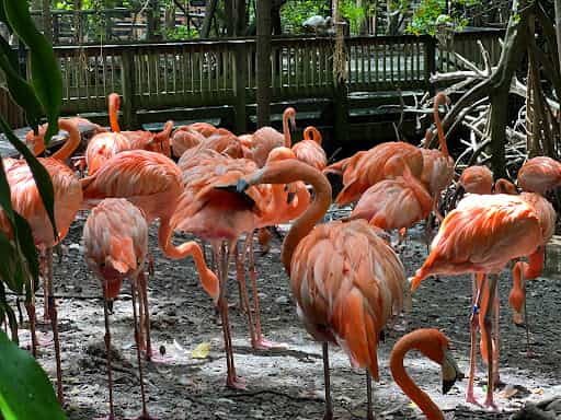 Jungle Island - Main Image