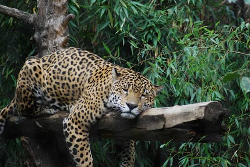 Sacramento Zoo - Main Image