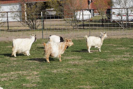 Hill Country Miniature Silky Fainting Goats