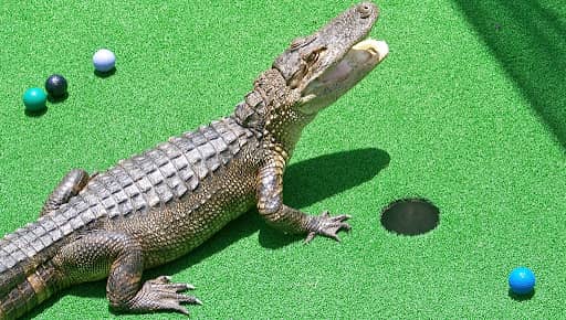 Smugglers Cove Adventure Golf